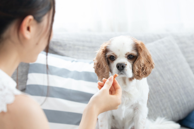 手から餌をもらう子犬