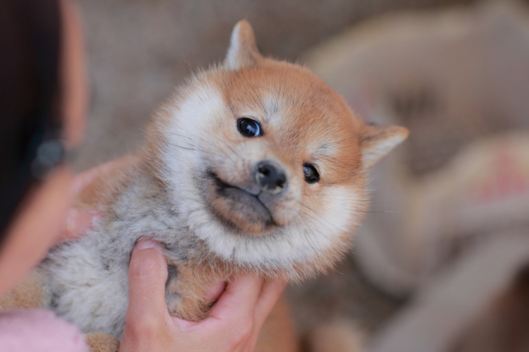 抱っこされる子犬