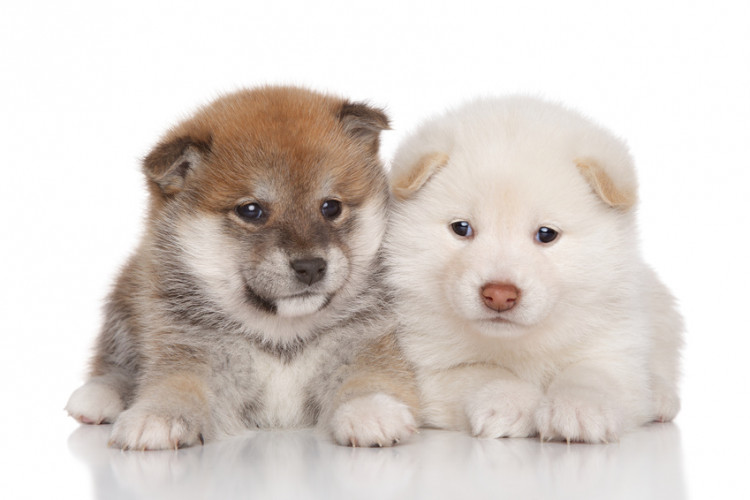 茶色と黒の柴犬