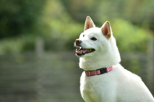 柴犬の毛色は4種類 それぞれの毛色の特徴や価格相場について みんなのブリーダー