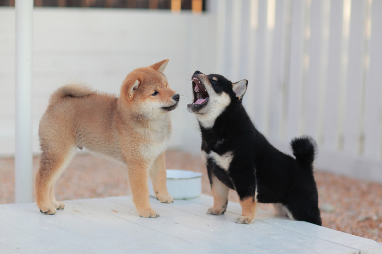 柴犬の毛色は4種類 それぞれの毛色の特徴や価格相場について みんなのブリーダー