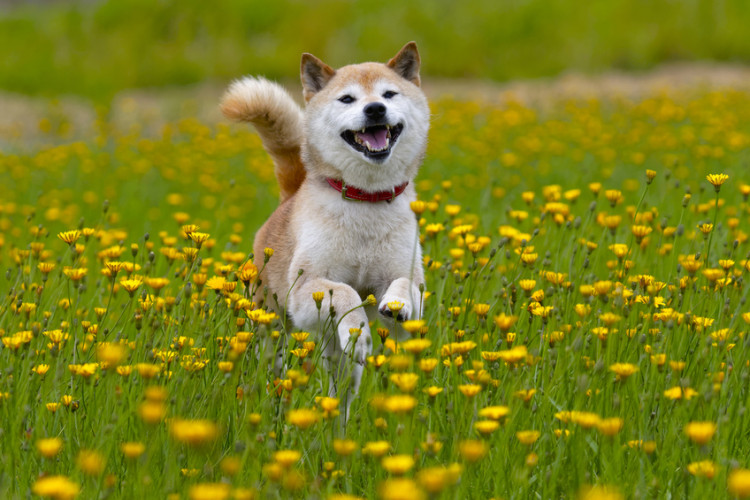 世界的人気の秘密は性格にあり 柴犬の性格とその魅力にせまる みんなのブリーダー