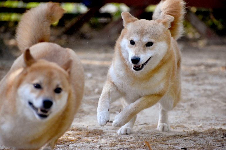 世界的人気の秘密は性格にあり 柴犬の性格とその魅力にせまる みんなのブリーダー