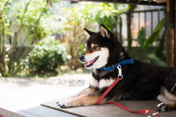 柴犬も今は室内飼いが主流 柴犬を室内飼いするメリットと注意点 みんなのブリーダー