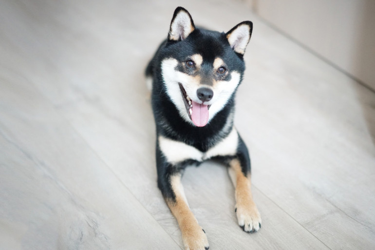 柴犬も今は室内飼いが主流 柴犬を室内飼いするメリットと注意点 みんなのブリーダー