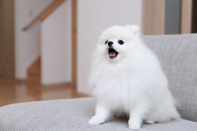 犬 寝 ながら 鳴く