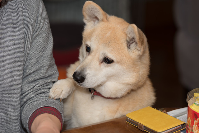 犬の要求吠え 要求鳴きの対処法 主なパターンとしつけのポイント みんなのブリーダー