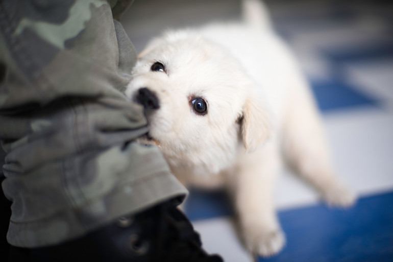 犬の要求吠え 要求鳴きの対処法 主なパターンとしつけのポイント みんなのブリーダー