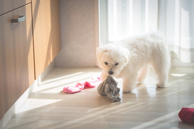 いたずらしている子犬