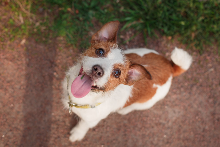 犬のストレスサインはしぐさでわかる 愛犬のストレスの原因と対処法 みんなのブリーダー