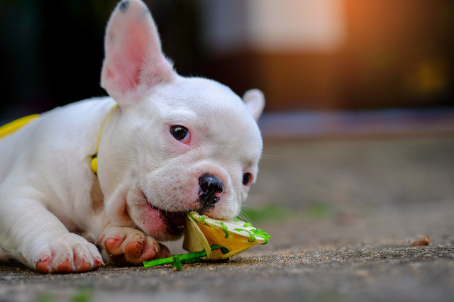 獣医師監修 犬の誤飲 誤食の症状と対処法 危険物チェックリスト みんなのブリーダー