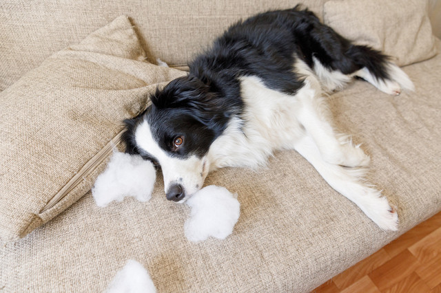 獣医師監修 犬の誤飲 誤食の症状と対処法 危険物チェックリスト みんなのブリーダー