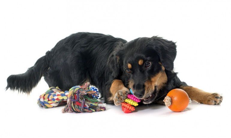 犬の誤飲 誤食の症状と対処法 危険物チェックリスト みんなのブリーダー 犬の誤飲 誤食の症状と対処法 危険物チェックリスト みんなのブリーダー