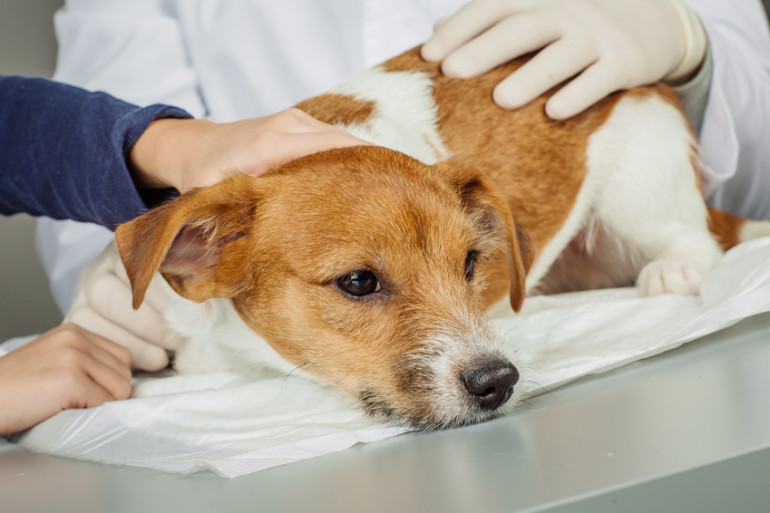 獣医師監修 犬の誤飲 誤食の症状と対処法 危険物チェックリスト みんなのブリーダー