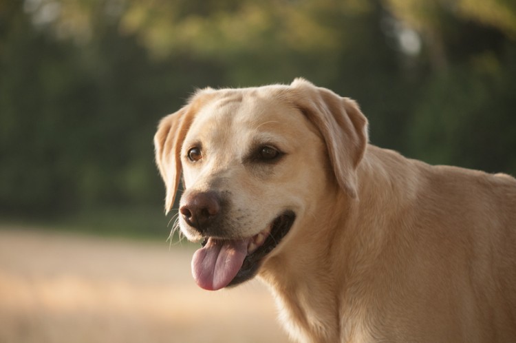 ラブラドールレトリバー　穏やかでおとなしい犬