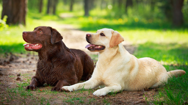 穏やかでおとなしい性格の犬とは おすすめの犬種と育て方 みんなのブリーダー