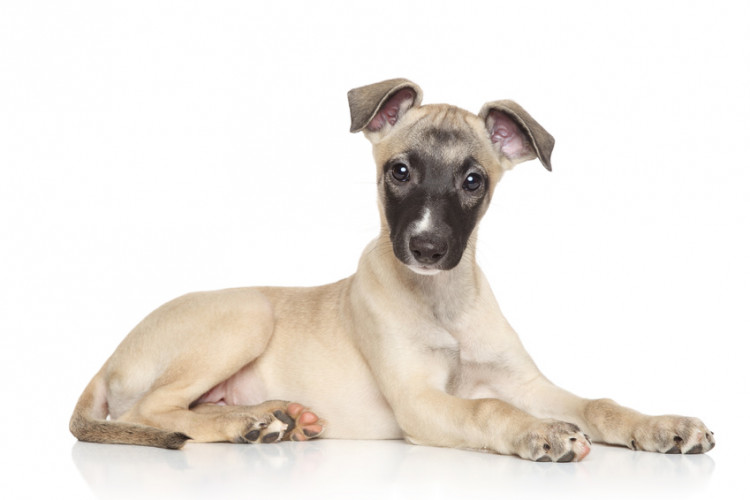 くさくない犬っているの 比較的においが気にならない犬種8種 みんなのブリーダー