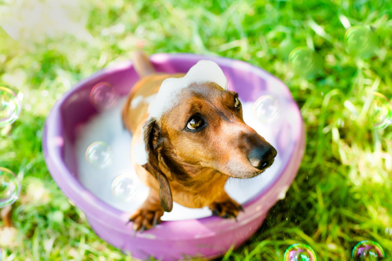 シャンプーされる犬