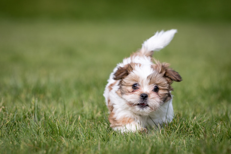 シーズー　抜け毛の少ない犬