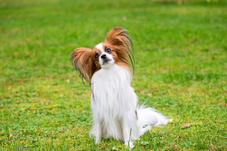 パピヨン　抜け毛が少ない犬