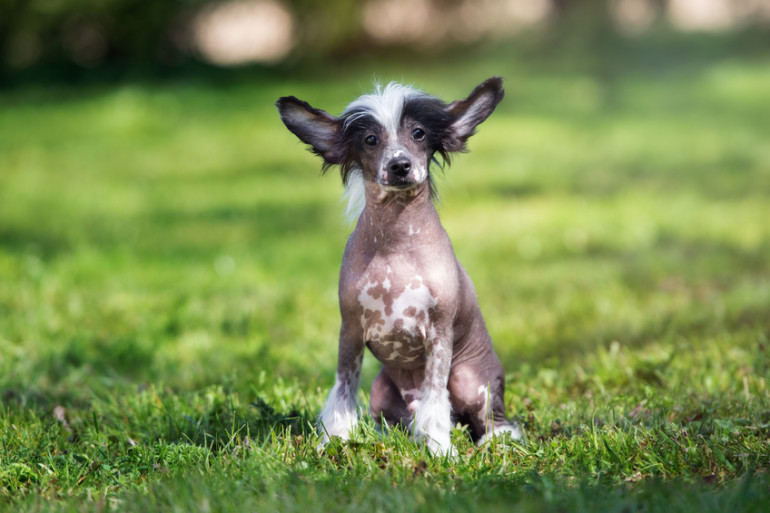 チャイニーズ・クレイステッド・ドッグ　抜け毛の少ない珍しい犬