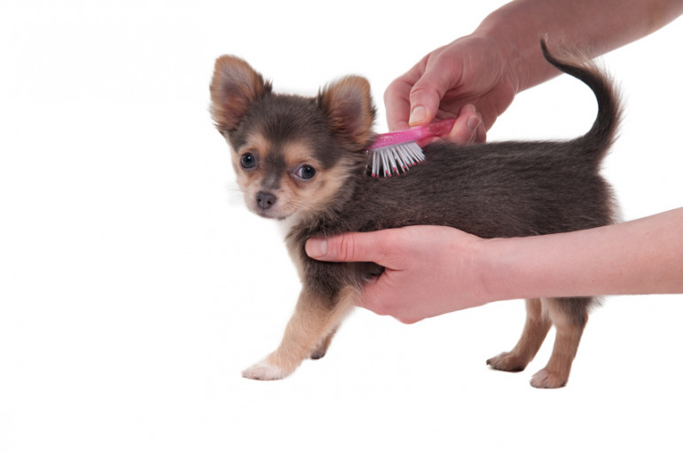 チワワ　抜け毛が少ない犬種