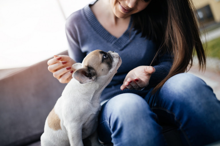 鼻ぺちゃ犬がかわいい 人気のブサカワ短頭種を紹介します みんなのブリーダー