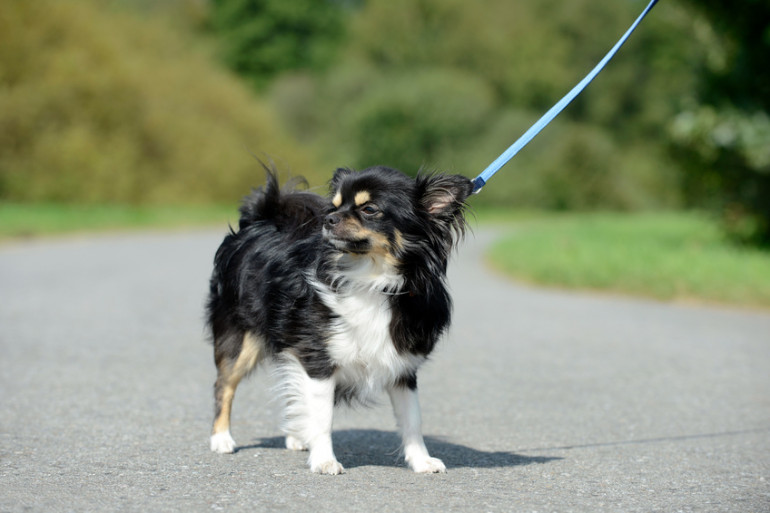 チワワ　運動量の少ない犬