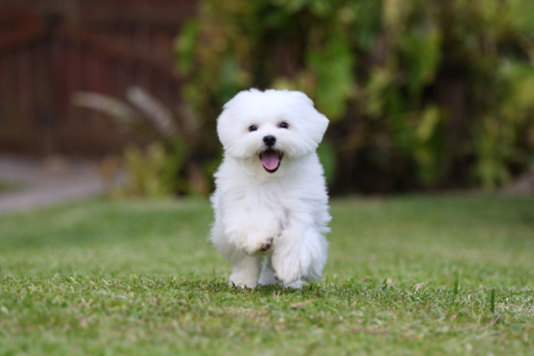 マルチーズ　運動量の少ない犬