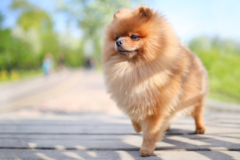 ポメラニアン　運動量の少ない犬