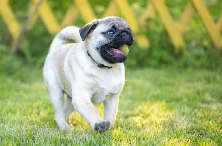 パグ　運動量の少ない犬