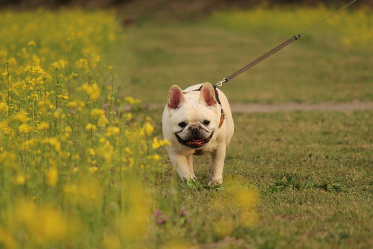 フレンチブルドッグ　運動量の少ない犬