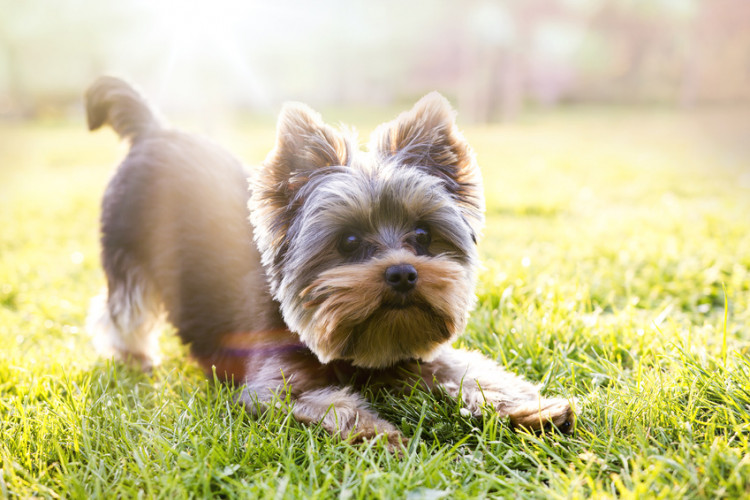 テリア犬にはどんな特徴があるの パワフルでマイペースなテリアの魅力 みんなのブリーダー