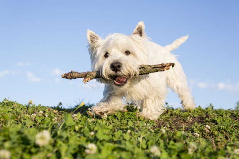 テリア犬にはどんな特徴があるの パワフルでマイペースなテリアの魅力 みんなのブリーダー