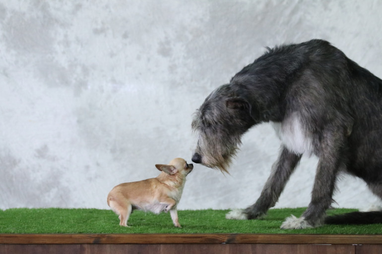 細い犬 足が長い犬種とは かっこいいサイトハウンド 狩猟犬 7選 みんなのブリーダー 細い犬 足が長い犬種とは かっこいいサイトハウンド 狩猟犬 7選 みんなのブリーダー