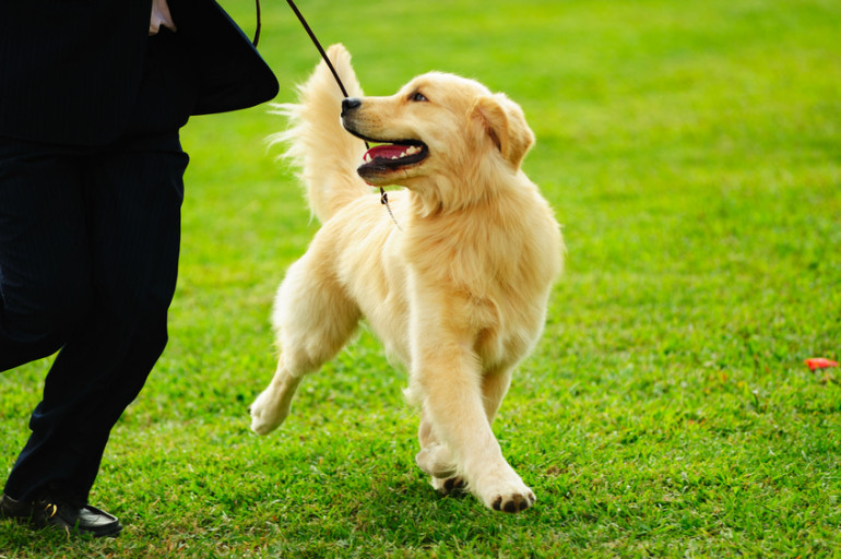 犬が散歩で歩かない 6つの理由と対処法 散歩の基礎知識を解説 みんなのブリーダー