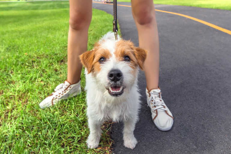 犬が散歩で歩かない 6つの理由と対処法 散歩の基礎知識を解説 みんなのブリーダー 犬が散歩で歩かない 6つの理由と対処法 散歩の基礎知識を解説 みんなのブリーダー