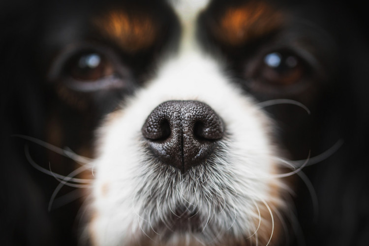 犬の嫌いなにおい 好きなにおい においを使ったしつけもご紹介 みんなのブリーダー
