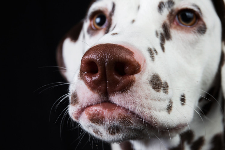 犬のマズル