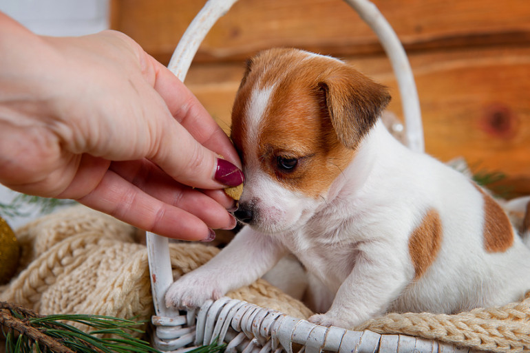 犬のマズルってどこ マズルコントロールのやり方と効果とは みんなのブリーダー