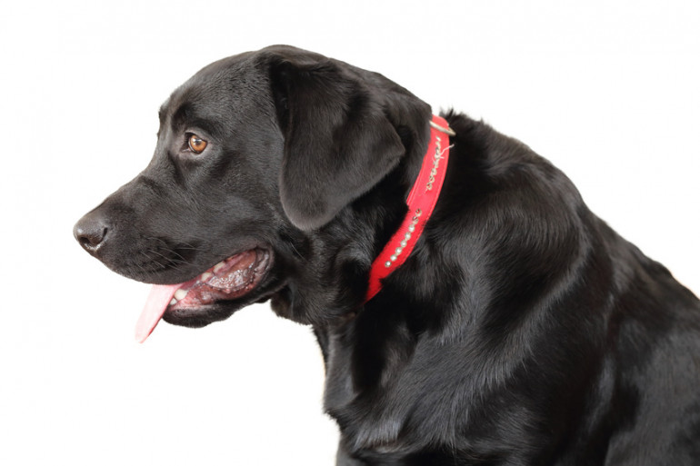 犬のマズルってどこ マズルコントロールのやり方と効果とは みんなのブリーダー