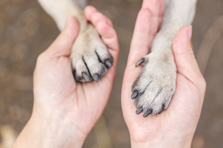 犬　人　手