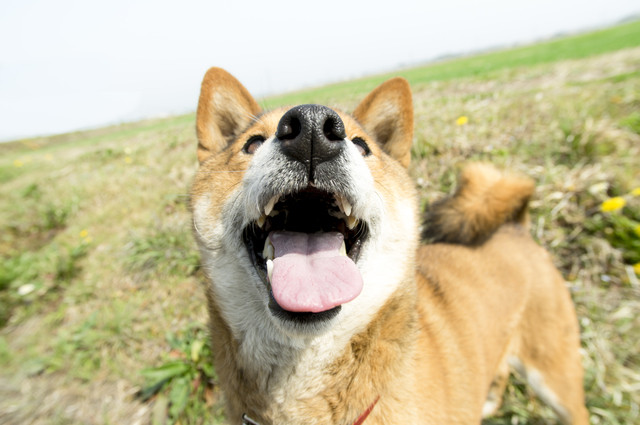 口を開ける柴犬