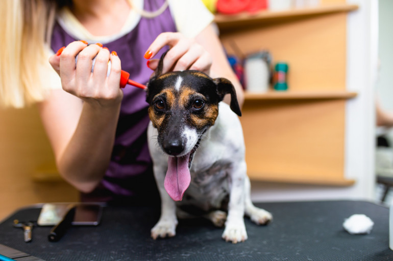 獣医師監修 犬の耳掃除は自宅できる やり方や注意点を解説 みんなのブリーダー 獣医師監修 犬の耳掃除は自宅できる やり方や注意点を解説 みんなのブリーダー