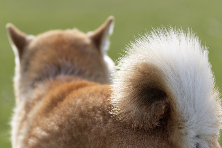 おしりを向ける犬