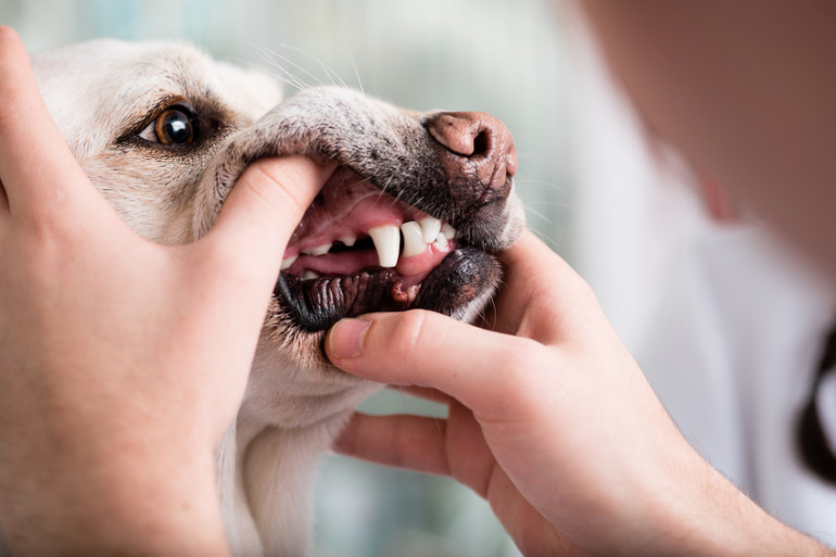 犬の歯の健康チェック