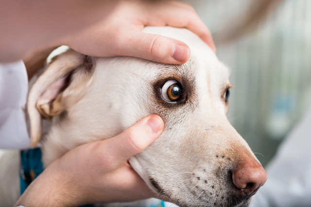 犬の目の健康チェック