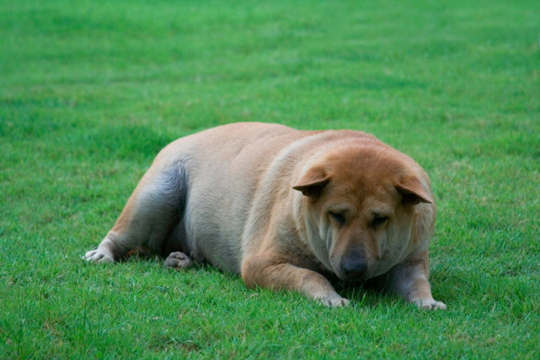 肥満の犬