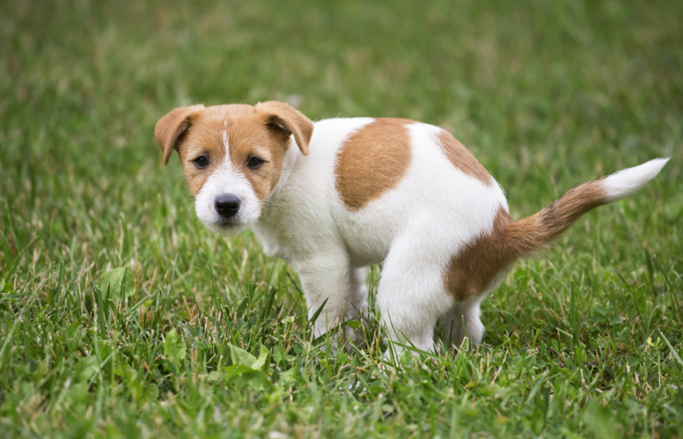 うんちをする犬