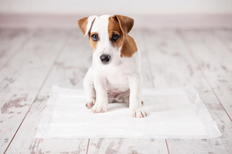 おしっこをする犬